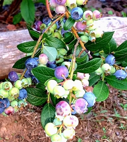 blueberries